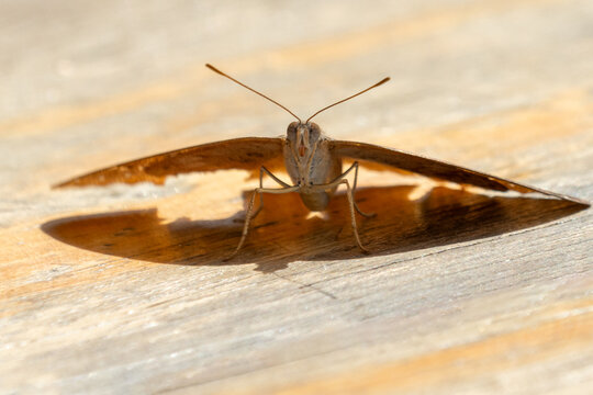 Guineafowl Butterfly (Hamanumida daedalus) on Weathered Wood in Akagera National Park, Rwanda