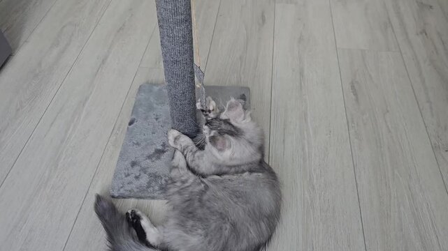 Cat plays with scratching post at home during afternoon hours