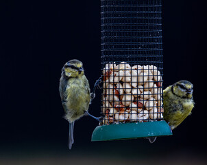 blue tit on feeder © Yolanda