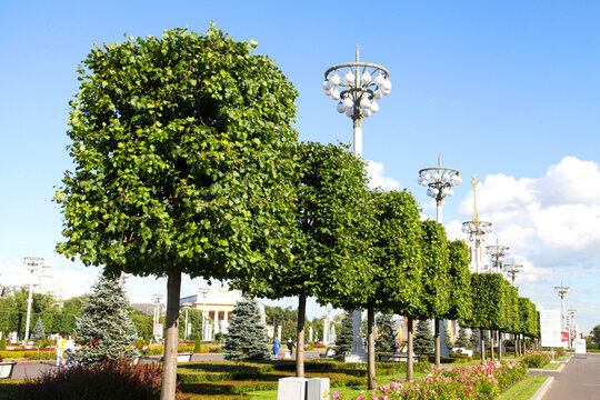 Row of manicured trees and lamp posts in a park