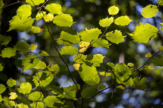 Summertime tree foliage backlit