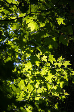 Summertime tree foliage backlit