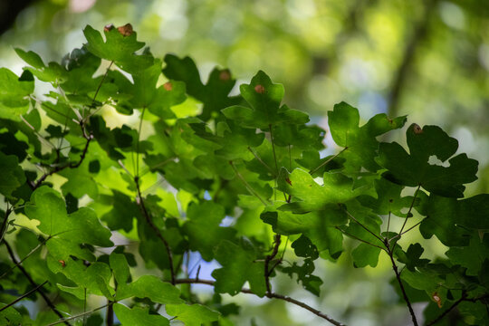 Summertime tree foliage backlit