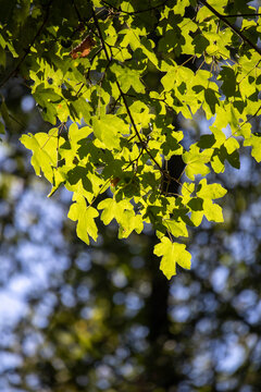 Summertime tree foliage backlit