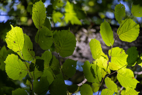 Summertime tree foliage backlit