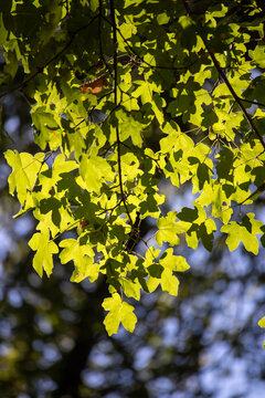 Summertime tree foliage backlit