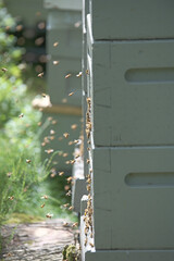 Fototapeta premium Honey bee approaching a beehive in a woodland apiary