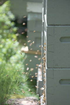 Honey bees in flight at the entrance of a wooden beehive