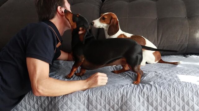 homem recebe amor e carinho de cachorro da ra&ccedil;a duchshund 