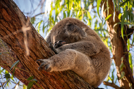 Koalas are iconic Australian marsupials known for their tree-dwelling, leaf-eating lifestyles. They spend up to 18 hours a day sleeping and can eat up to 1 kg of eucalyptus leaves daily.