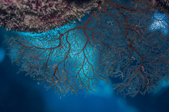 Beautiful gorgonian sea fan coral growing under reef overhang underwater