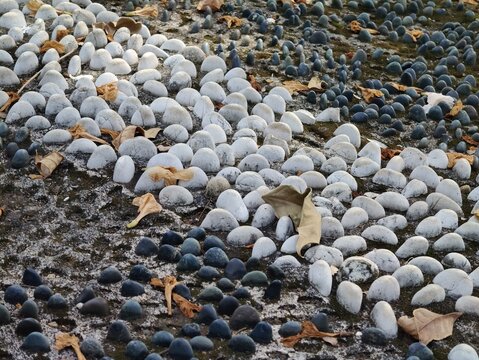 Natural stone flooring (often installed using brushed pebble or flagstone andesite) requires a level surface and a cement-to-sand mortar mix 