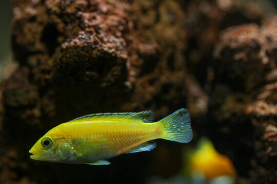 An adult lemon cichlid in a small aquarium, resting on aquascaping sand amidst aquatic plants, at night, under studio lighting.