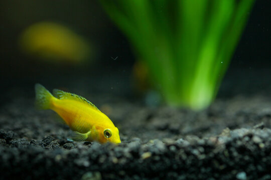 An adult lemon cichlid in a small aquarium, resting on aquascaping sand amidst aquatic plants, at night, under studio lighting.
