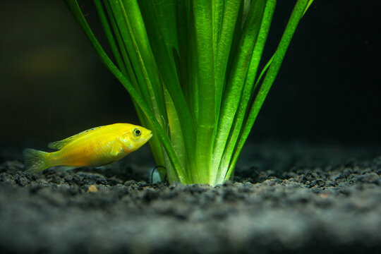 An adult lemon cichlid in a small aquarium, resting on aquascaping sand amidst aquatic plants, at night, under studio lighting.