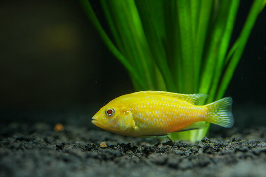 An adult lemon cichlid in a small aquarium, resting on aquascaping sand amidst aquatic plants, at night, under studio lighting.
