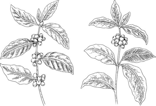 白い背景に孤立した、葉とコーヒー豆が付いたコーヒーの木の枝の手書きイラスト