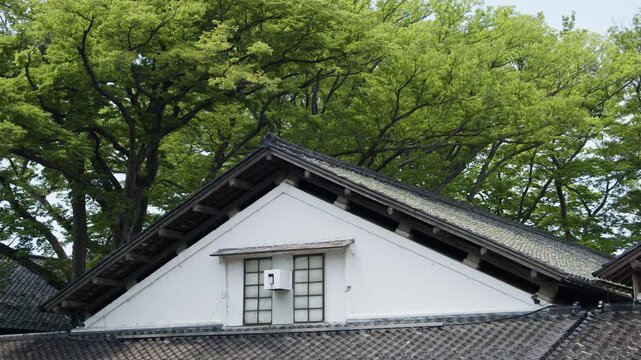 山居倉庫建屋正面上部の白壁と新緑のケヤキ