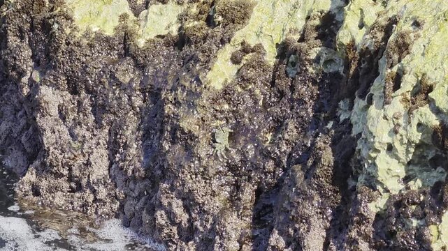 Small crab crawling on wet coastal rock with sea waves splashing