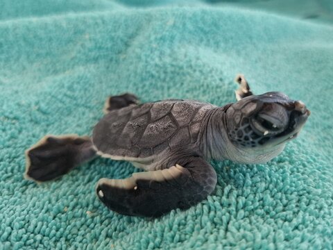 Sea Turtle