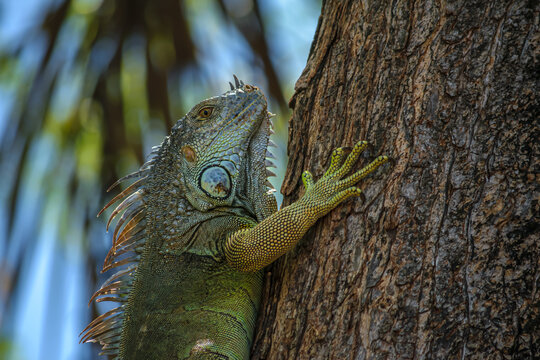 Green iguana climbing tree trunk close-up portrait, wild reptile scale texture in natural environment, Iguana iguana