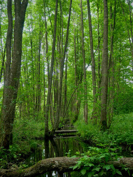 Lush green deciduous forest with peaceful woodland stream