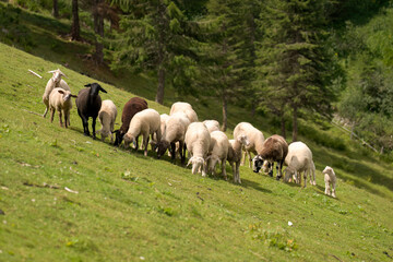Fototapeta premium sheeps grazing on a mountain meadow in the alps at a hot sunny summer day