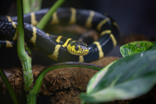 Mangrove Cat Snake (Boiga dendrophila) Resting Among Tropical Foliage