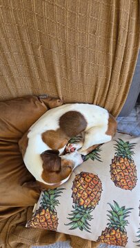 cachorro fofo da ra&ccedil;a duchshund em casa 