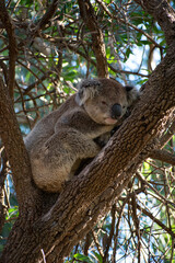 Obraz premium Koalas are iconic Australian marsupials known for their tree-dwelling, leaf-eating lifestyles. They spend up to 18 hours a day sleeping and can eat up to 1 kg of eucalyptus leaves daily.