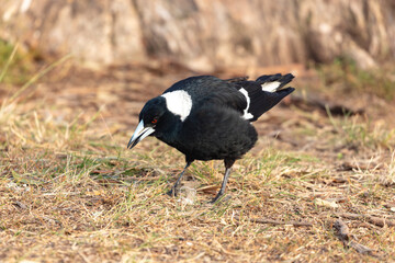 Obraz premium Photograph of an Australian Magpie foraging for food in a grassy field covered in old tree leaves and weeds in the Blue Mountains National Park in New South Wales, Australia
