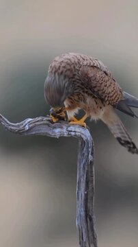 Common kestrel bird perching on dry wooden branch eating centipede prey in sharp cinematic nature wildlife motion video clip capture