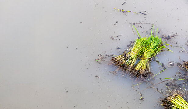 Rice seedlings floating in flooded paddy field with copy space for agriculture concept
