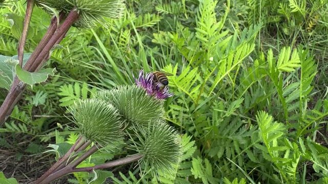 Macro close up of a western honey bee (Apis mellifera) collecting nectar on flowering greater burdock (Arctium lappa) in a natural meadow. Pollination, biodiversity, beneficial insect and wild flora.
