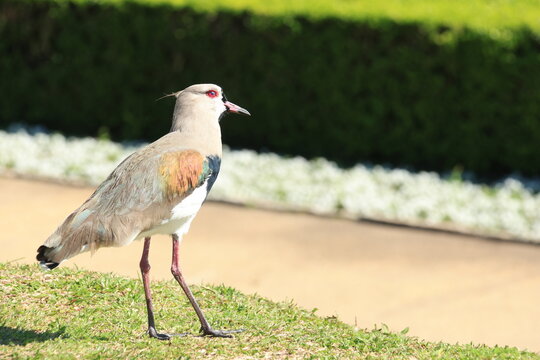 Quero- Quero, Vanellus chilensis, p&aacute;ssaro brasileiro.