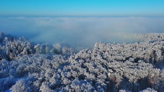 Aerial View Snow-Covered Forest and Misty Valley Under Blue Winter Sky