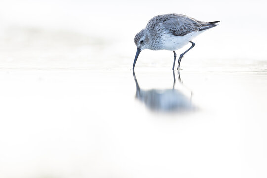 A sanderling (Calidris alba) foraging in shallow water.