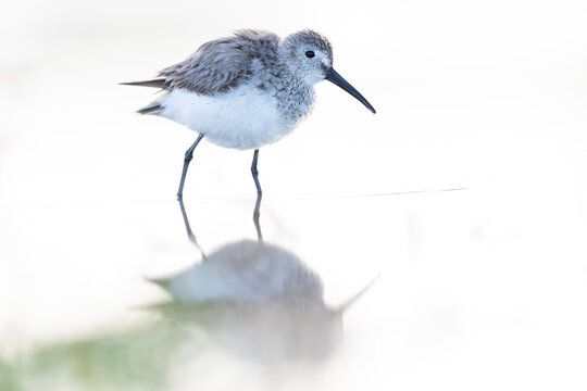 A sanderling (Calidris alba) foraging in shallow water.