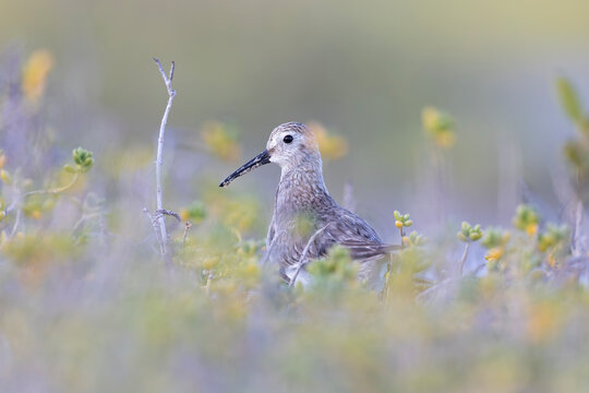 A sanderling (Calidris alba) in a meadow.
