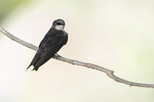 A tree swallow (Tachycineta bicolor) perched on a branch.