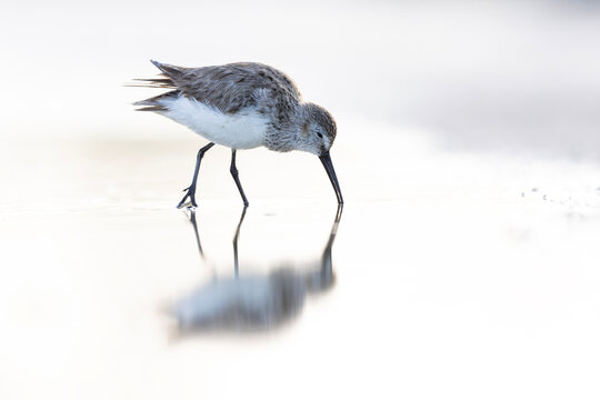 A sanderling (Calidris alba) foraging in shallow water.