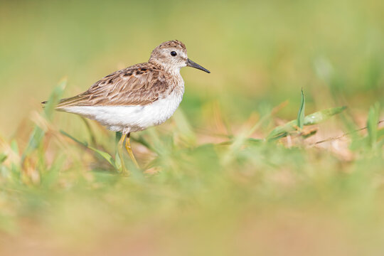 Least sandpiper (Calidris minutilla) in the grass.