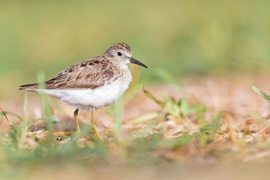 Least sandpiper (Calidris minutilla) in the grass.