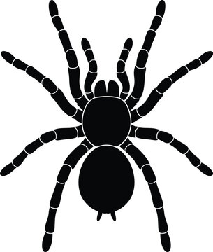 Detailed black tarantula spider silhouette vector illustration isolated on white background