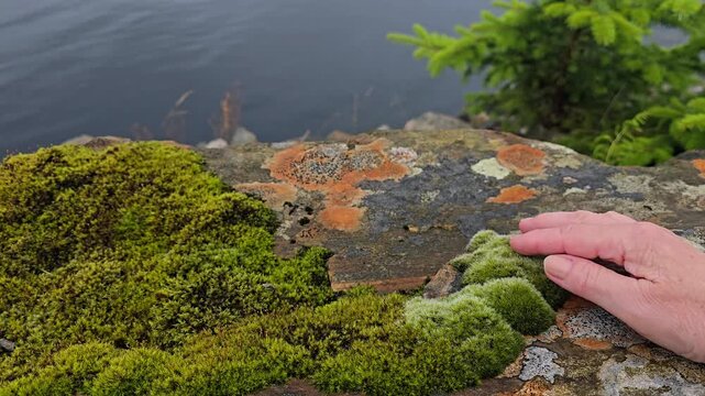 A hand strokes the patterns and moss on a granite stone on the seashore.  Norway, Alver. August