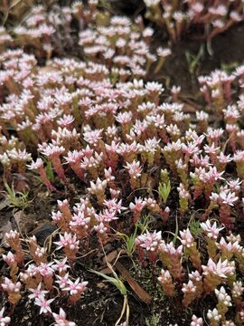 A dense carpet of tiny pink and white stonecrop flowers rises from reddish succulent stems across dark soil, forming a textured groundcover of clustered star-shaped blooms and fresh garden growth