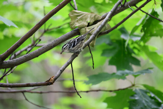Paruline noir et blanc, Mniotilta varia, sur une branche, Qu&eacute;bec, Canada	

