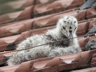 photo of little seagull chicks © Recep