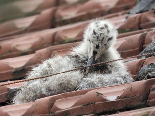 photo of little seagull chicks © Recep