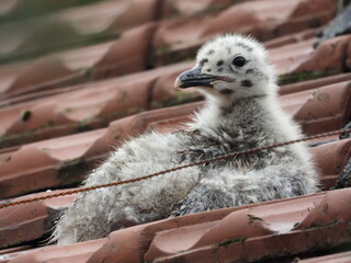 photo of little seagull chicks © Recep